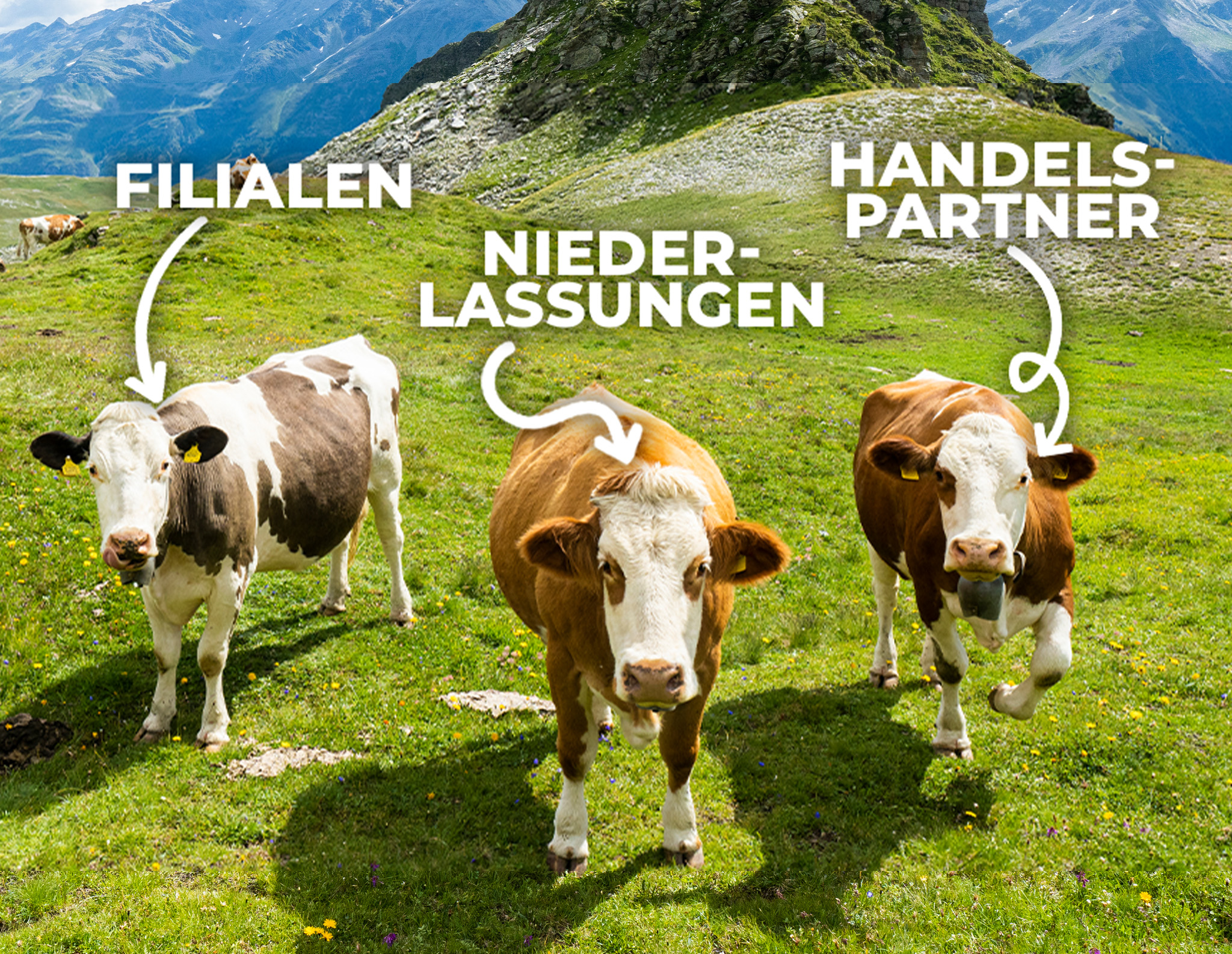 WUNDERHUB Marketingportal zentral & dezentral